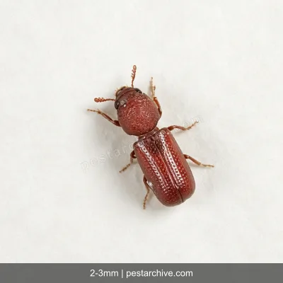 Grain Borers (Lesser grain borer, Australian wheat weevil) | pestarchive.com