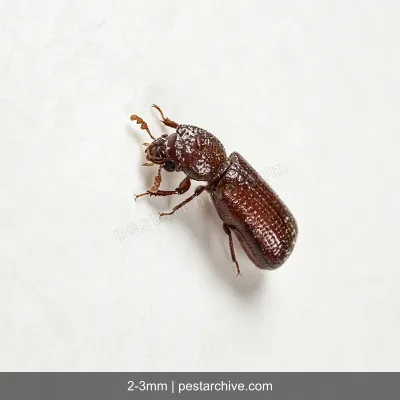 Grain Borers (Lesser grain borer, Australian wheat weevil) | pestarchive.com
