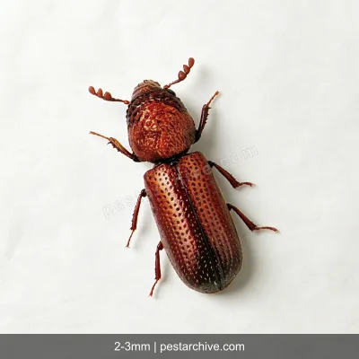 Grain Borers