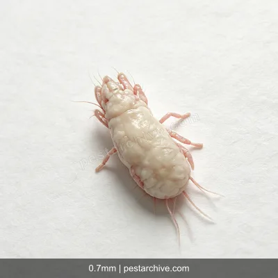 Grain Mites (Mold mites, Cheese mites, Copra mite) | pestarchive.com