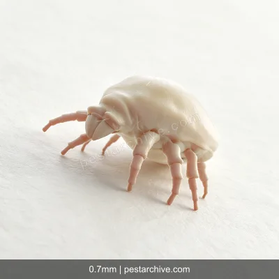 Grain Mites (Mold mites, Cheese mites, Copra mite) | pestarchive.com