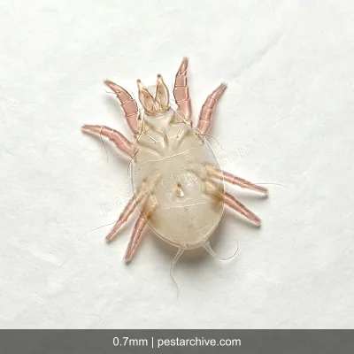 Grain Mites (Mold mites, Cheese mites, Copra mite) | pestarchive.com