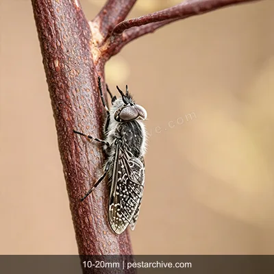 Horse Flies (Deer fly, Greenhead fly, March fly, Gadfly) | pestarchive.com