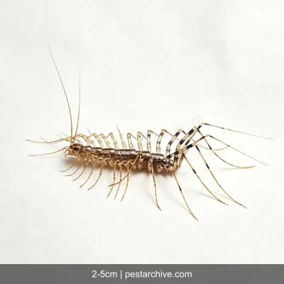 House Centipedes (Scutigera, Silverfish centipede, Leggy bug) | pestarchive.com