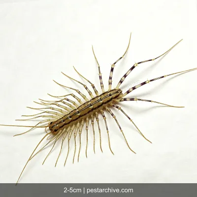 House Centipedes (Scutigera, Silverfish centipede, Leggy bug) | pestarchive.com