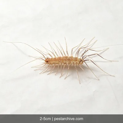 House Centipedes (Scutigera, Silverfish centipede, Leggy bug) | pestarchive.com