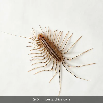 House Centipedes (Scutigera, Silverfish centipede, Leggy bug) | pestarchive.com