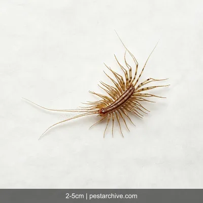 House Centipedes (Scutigera, Silverfish centipede, Leggy bug) | pestarchive.com