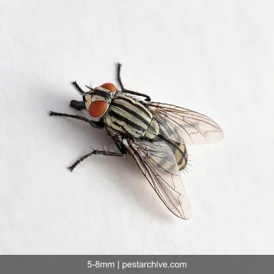 House Flies (Common housefly, Filth fly) | pestarchive.com