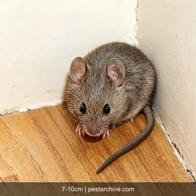 House Mice (Field mouse, Deer mouse) | pestarchive.com