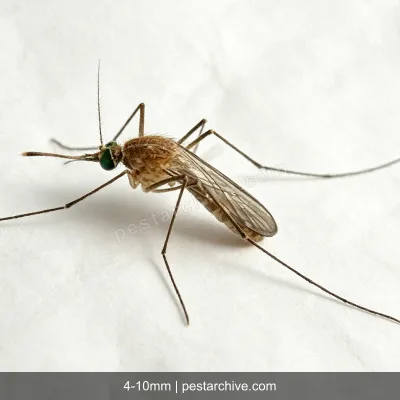 House Mosquitoes (Common mosquito, Culex, West Nile vector) | pestarchive.com