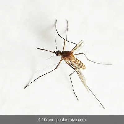 House Mosquitoes (Common mosquito, Culex, West Nile vector) | pestarchive.com