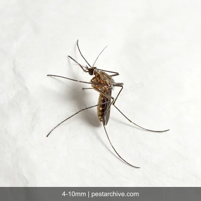House Mosquitoes (Common mosquito, Culex, West Nile vector) | pestarchive.com