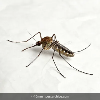 House Mosquitoes (Common mosquito, Culex, West Nile vector) | pestarchive.com