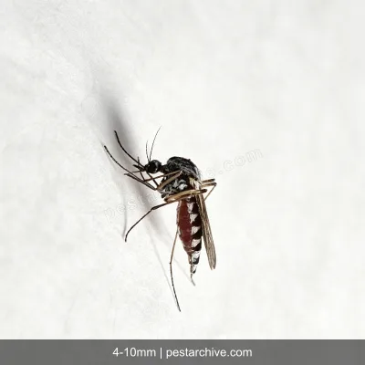 House Mosquitoes (Common mosquito, Culex, West Nile vector) | pestarchive.com
