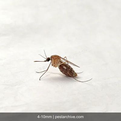 House Mosquitoes (Common mosquito, Culex, West Nile vector) | pestarchive.com