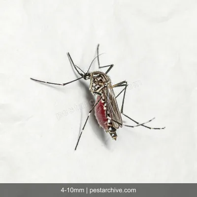 House Mosquitoes (Common mosquito, Culex, West Nile vector) | pestarchive.com