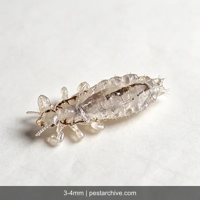 Human Lice (Head lice, Body lice, Nits) | pestarchive.com