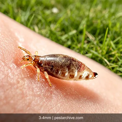 Human Lice (Head lice, Body lice, Nits) | pestarchive.com