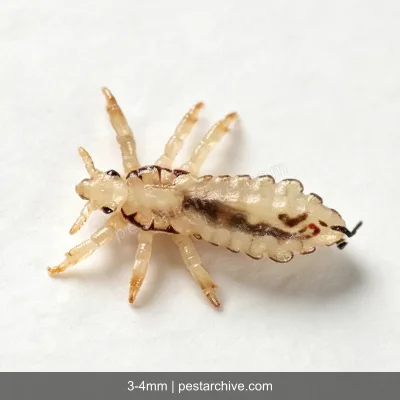 Human Lice (Head lice, Body lice, Nits) | pestarchive.com
