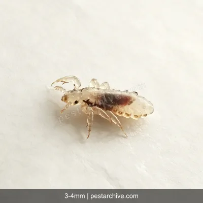 Human Lice (Head lice, Body lice, Nits) | pestarchive.com