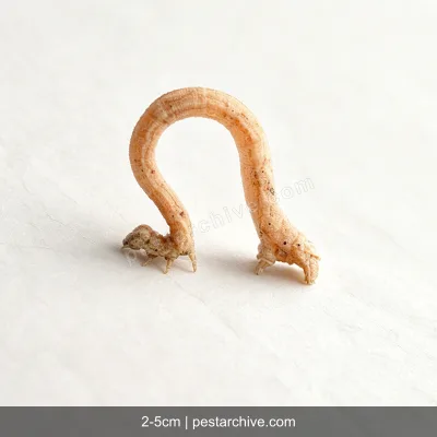 Inchworms (Loopers, Measuring worms, Spanworms) | pestarchive.com
