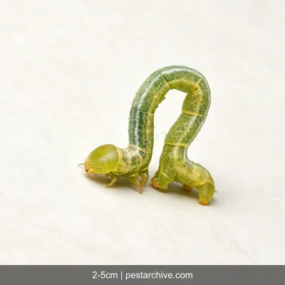 Inchworms (Loopers, Measuring worms, Spanworms) | pestarchive.com