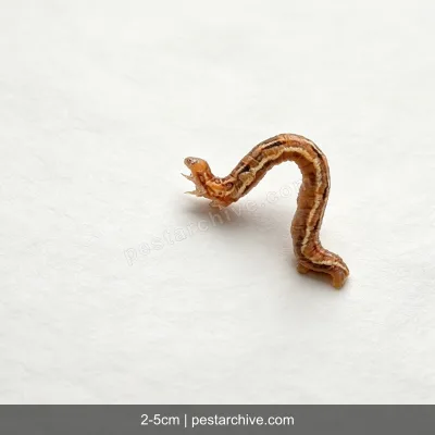Inchworms (Loopers, Measuring worms, Spanworms) | pestarchive.com