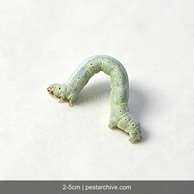 Inchworms (Loopers, Measuring worms, Spanworms) | pestarchive.com