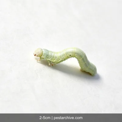 Inchworms (Loopers, Measuring worms, Spanworms) | pestarchive.com