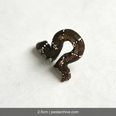 Inchworms (Loopers, Measuring worms, Spanworms) | pestarchive.com