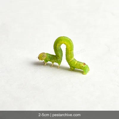 Inchworms (Loopers, Measuring worms, Spanworms) | pestarchive.com