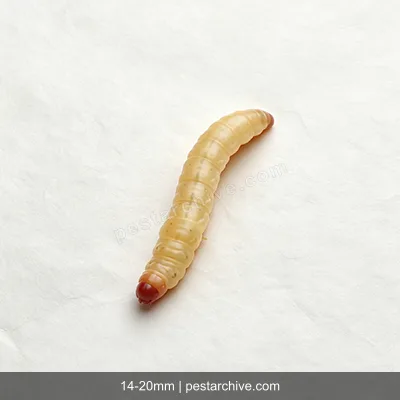 Indian Meal Moths (Pantry moth, Flour moth, Cereal moth) | pestarchive.com