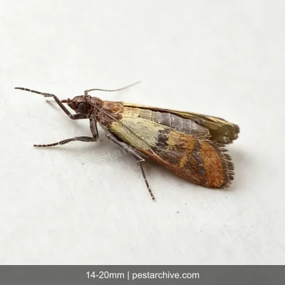 Indian Meal Moths (Pantry moth, Flour moth, Cereal moth) | pestarchive.com