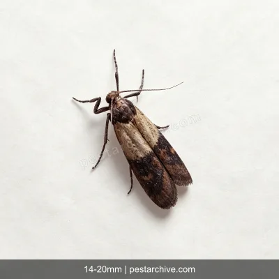Indian Meal Moths (Pantry moth, Flour moth, Cereal moth) | pestarchive.com