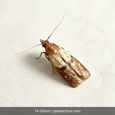 Indian Meal Moths (Pantry moth, Flour moth, Cereal moth) | pestarchive.com
