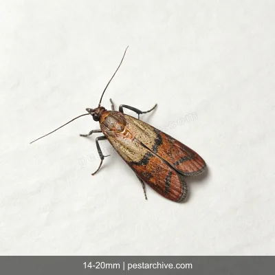 Indian Meal Moths (Pantry moth, Flour moth, Cereal moth) | pestarchive.com