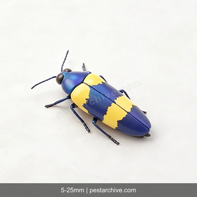 Jewel Beetles (Metallic wood-boring beetles, Flatheaded borers, Emerald ash borer) | pestarchive.com