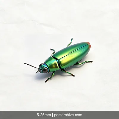 Jewel Beetles (Metallic wood-boring beetles, Flatheaded borers, Emerald ash borer) | pestarchive.com