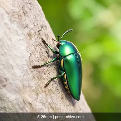 Jewel Beetles (Metallic wood-boring beetles, Flatheaded borers, Emerald ash borer) | pestarchive.com
