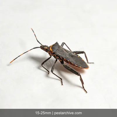 Kissing Bugs (Assassin bug, Cone-nosed bug, Triatomine bug) | pestarchive.com