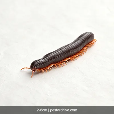Millipedes (Thousand-leggers, Flat-backed millipedes) | pestarchive.com