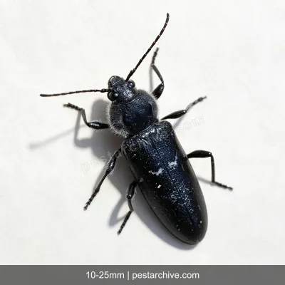 Old House Borers (European house borer, Longhorn house borer) | pestarchive.com