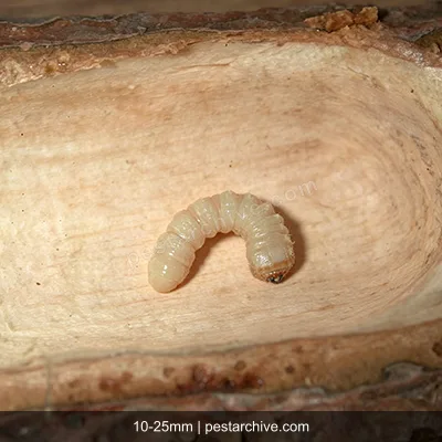 Old House Borers (European house borer, Longhorn house borer) | pestarchive.com