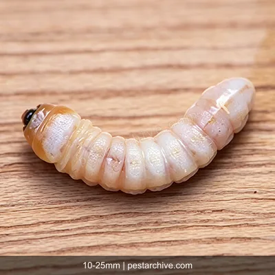 Old House Borers (European house borer, Longhorn house borer) | pestarchive.com