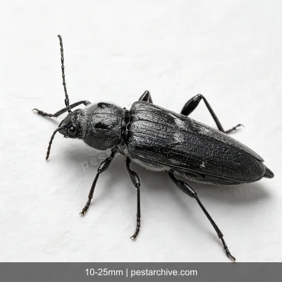 Old House Borers (European house borer, Longhorn house borer) | pestarchive.com