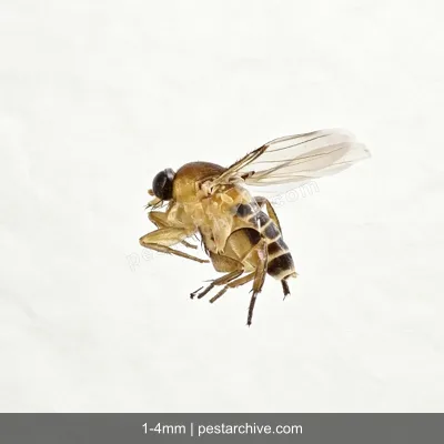 Phorid Flies (Scuttle flies, Humpback flies, Coffin flies) | pestarchive.com