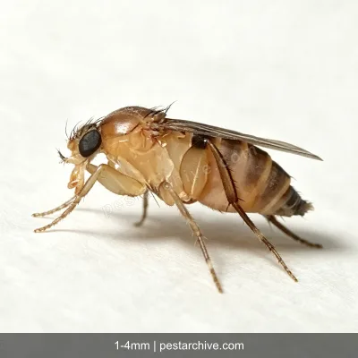 Phorid Flies (Scuttle flies, Humpback flies, Coffin flies) | pestarchive.com