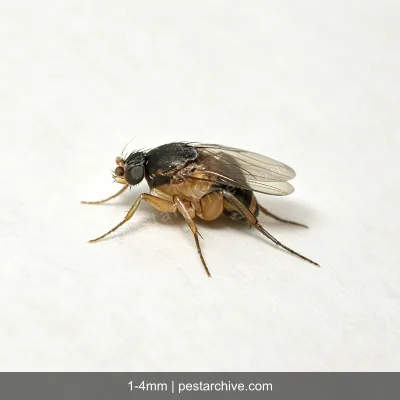 Phorid Flies (Scuttle flies, Humpback flies, Coffin flies) | pestarchive.com