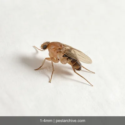Phorid Flies (Scuttle flies, Humpback flies, Coffin flies) | pestarchive.com
